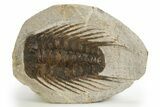 Spiny Selenopeltis Trilobite Fossil - Erfoud, Morocco #312829-1